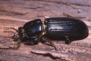 Bess Beetle