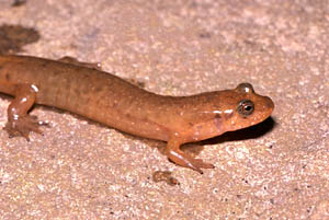 Black Mountain Salamander