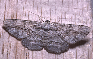 Brown-shaded Gray