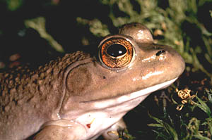 Bullfrog
