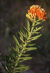 Butterfly Weed