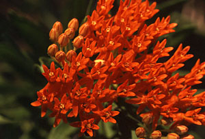 Butterfly Weed closeup