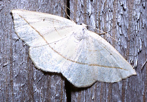 Confused Eusarca Moth