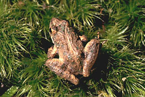 Blanchard's Cricket Frog