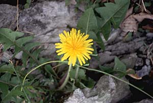 Common Dandelion