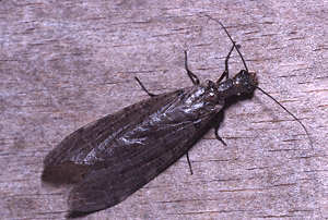 Eastern Dobsonfly