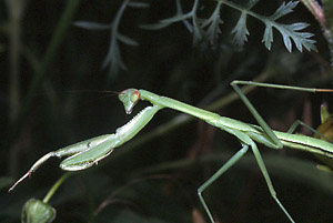 European Mantid