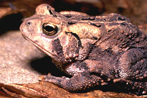 Fowler'sToad