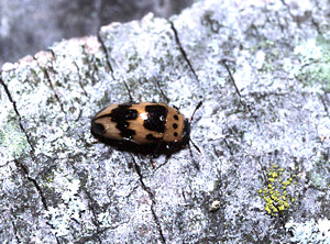 Pleasing Fungus Beetle