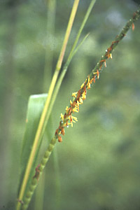Eastern Gamagrass
