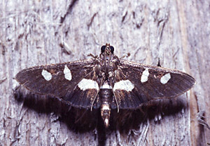 Grape Leaffolder Moth