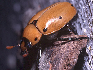 Grapevine Beetle