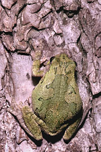 Cope's Gray Treefrog