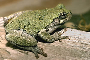 Cope's Gray Treefrog