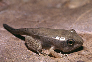 Green Frog juvenile