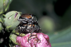 Japanese Beetles mating