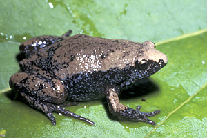Narrowmouth Toad