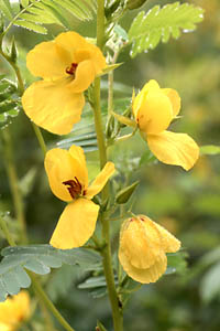 Partridge Pea