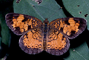 Pearl Crescent