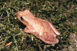Northern Spring Peeper