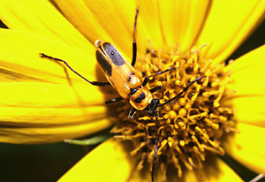 Pennsylvania Leatherwing