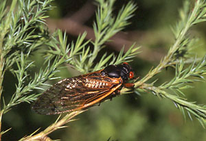 Periodical Cicada