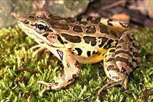 Pickerel Frog