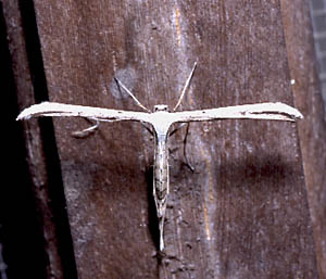 Plume Moth