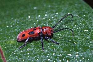 Red Milkweed Beetle