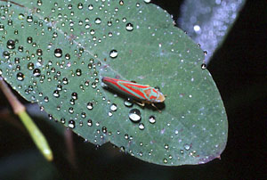 Scarlet-and-green Leafhopper