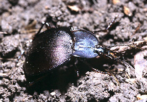 Snail eating ground beetle