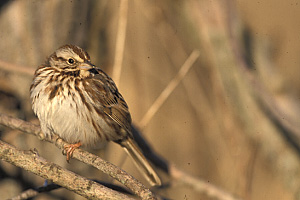Song Sparrow