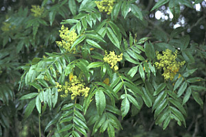Winged Sumac