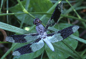 Common Whitetail male