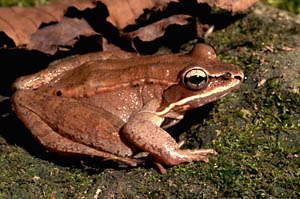 Wood Frog