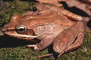 Wood Frog
