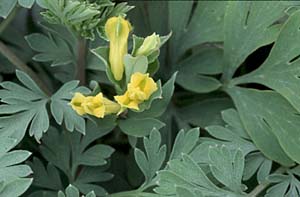 Yellow Corydalis