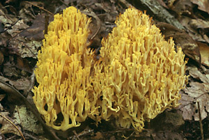 Yellow-tipped Coral