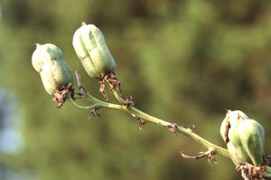 Yucca seed pod