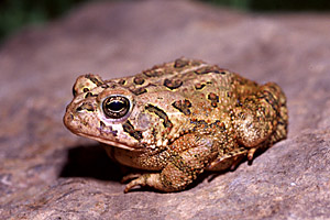 Fowler's Toad