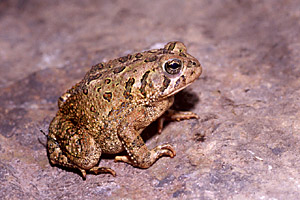 Fowler's Toad