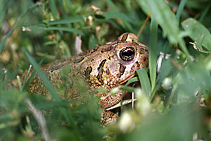 Fowler's Toad in grass