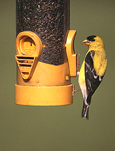 American Goldfinch male