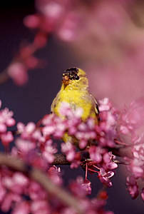 American Goldfinch male