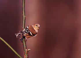 American Goldfinch female