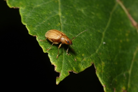 Grape Leaf Beetle (Colaspis brunnea)