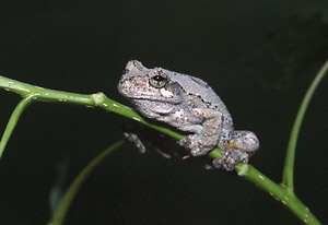 Cope's Gray Treefrog