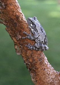 Cope's Gray Treefrog