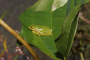 Green Treefrog