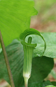 Jack-in-the-pulpit
